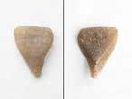 Cirripède pédonculé divers fossile du jurassique Boulonnais